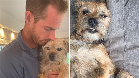 ‘This really hurts’ - Andy Murray's heartbreaking post after beloved dog ‘Maggie Mayhem’ dies ...