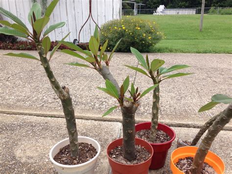 Plumeria cuttings that are starting to root. | Plumeria tree, Planting flowers, Garden soil mix