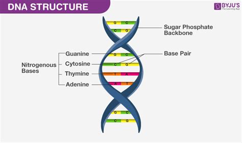 What is DNA and Why Is DNA Negatively Charged - An Overview