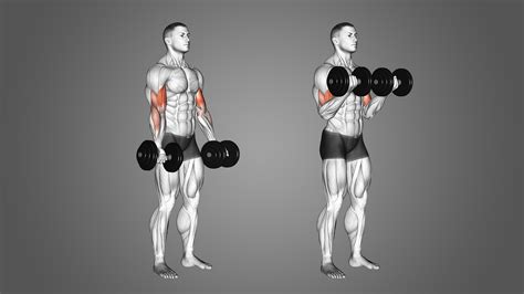 Dumbbell Bicep Curls: Benefits, Muscles Worked, and More - Inspire US