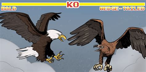 Who would win in a fight between a wedge-tailed eagle and a bald eagle? It's a close call for ...