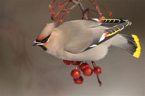 Bohemian Waxwing | Animals Wiki | Fandom