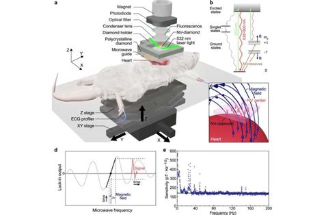 Measuring currents in the heart at millimeter resolution with a diamond quantum sensor