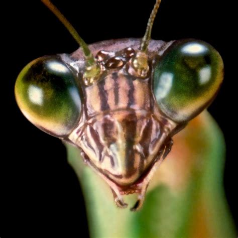 Chinese Praying Mantis Macro Closeup #7 by Leslie Crotty | Praying mantis, Pray, Insects