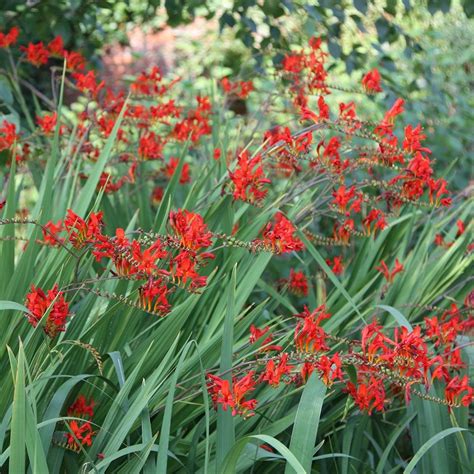 Buy montbretia Crocosmia Lucifer: £9.59 Delivery by Crocus