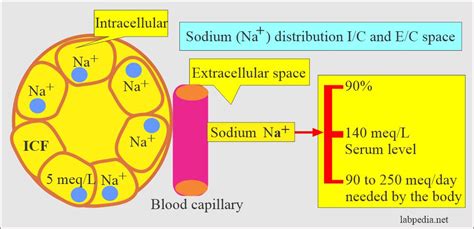 Sodium (Na+), Blood and Serum