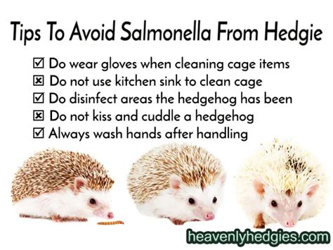 Hedgehog Illnesses and Symptoms - Heavenly Hedgies