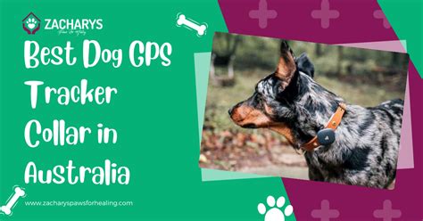 BEST DOG GPS TRACKER COLLAR IN AUSTRALIA