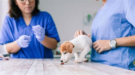 Things to Know About Deworming Dogs