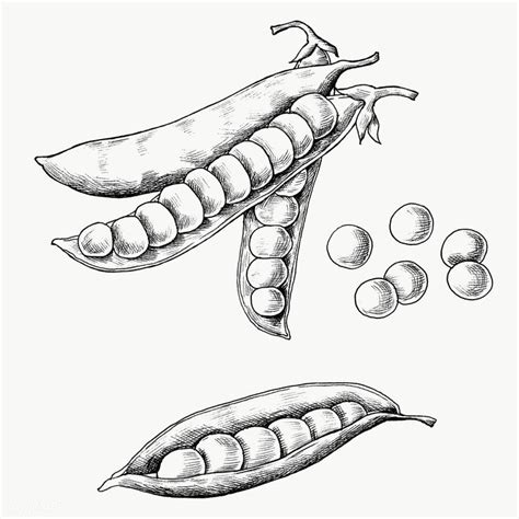 Hand drawn peas and pods transparent png | free image by rawpixel.com / Noon | Vegetable drawing ...