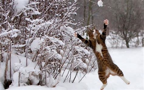 Winter Whiskers: A Cat's Joyful Jump in the Snow