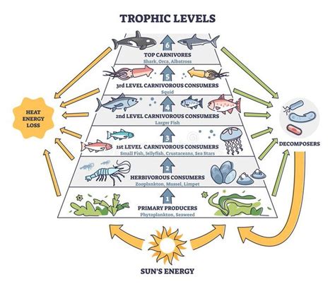 Trophic Levels in Water Wildlife As Ocean Food Chain Pyramid Outline ...