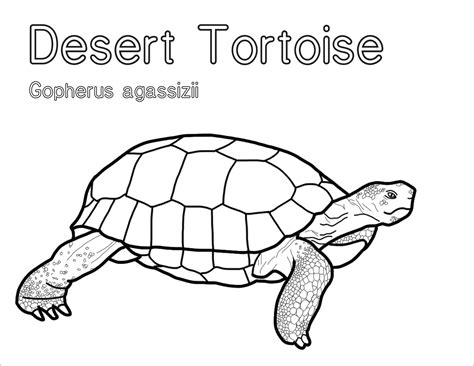 Easy Desert Animals Coloring Pages