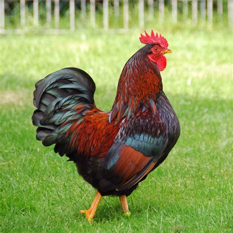 a very attractive rooster | Fancy chickens, Chickens backyard, Chicken ...