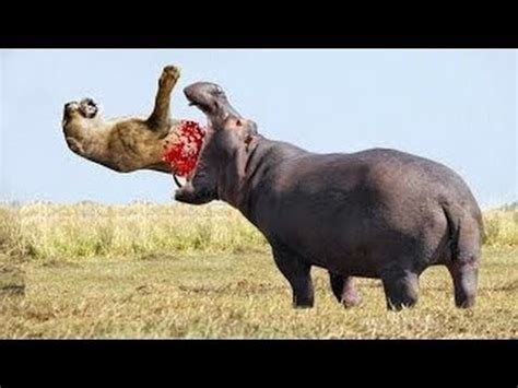 Hippo bite the lion's head || The horrible bite of hippos - YouTube