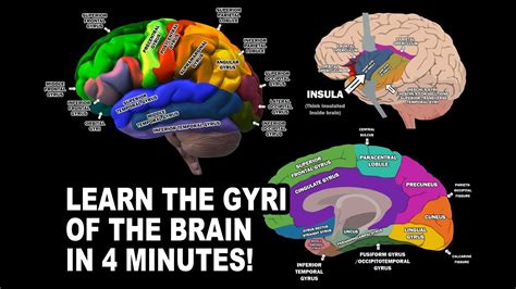 Sulci Of The Brain