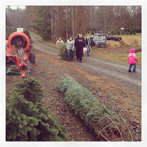 Pilchuck Secret Valley Christmas Trees - Christmas Tree Farms in USA