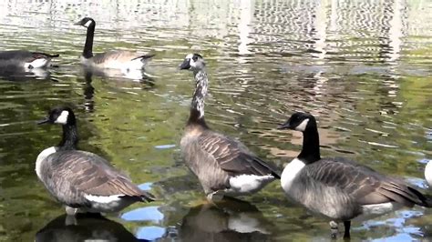 Canadian Goose / Duck Hybrid in Alabama - YouTube