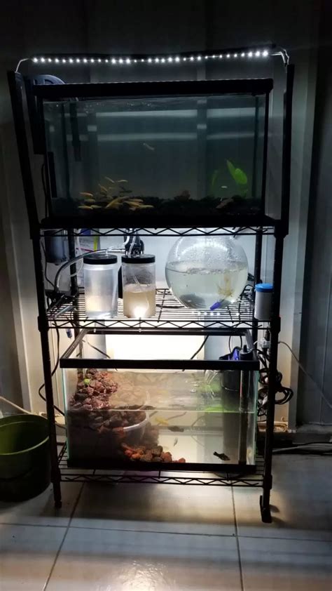 Simple DIY Feeder Fish Breeding Setup & Care Guide - Bantam.Earth