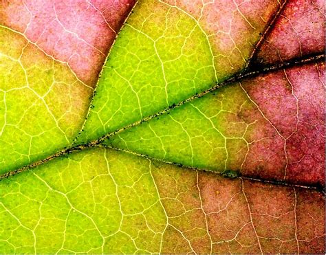 fall leaf | Dave Shafer | Flickr