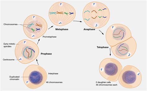 Cancer Origin Identified by Scientists Through Cell “Surgery”