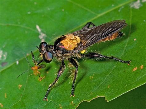 Asilidae - Alchetron, The Free Social Encyclopedia