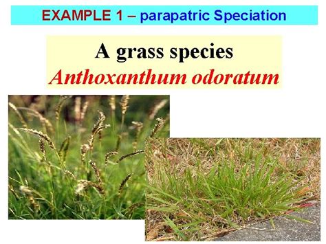 15 3 Mechanisms of EVOLUTION 15 3 Speciation