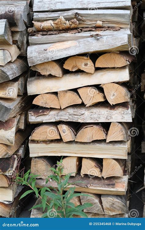 Firewood. Stacking of Logs. Birch Firewood from Hardwoods. Preparation ...