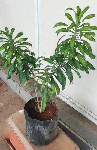 Song Of India Green Outdoor Plant at ₹ 120/piece in Hyderabad | ID: 2852631055430