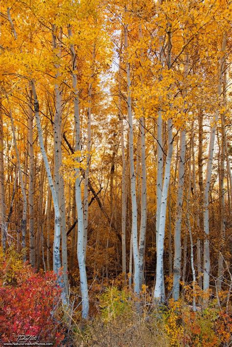 Fine Art Nature Photos | Lower Rock Creek Foliage | Rock creek, Lake ...