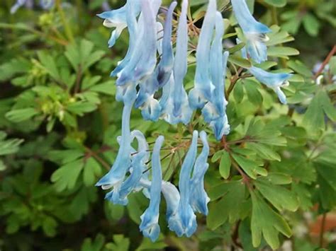 Corydalis, How to grow and care for Corydalis plants - Garden Helper, Gardening Questions and ...