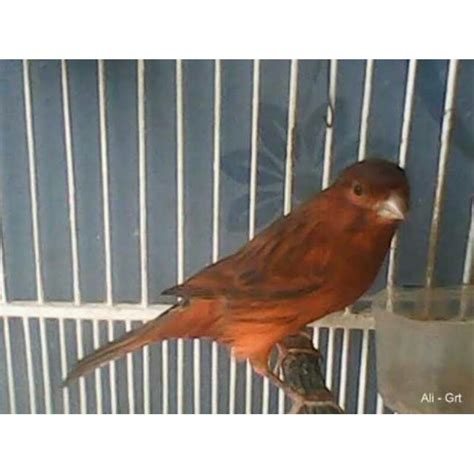 Jual BURUNG KENARI BLACK RED LOKAL (ROMEO) BUNYI GACOR RAJIN | Shopee ...