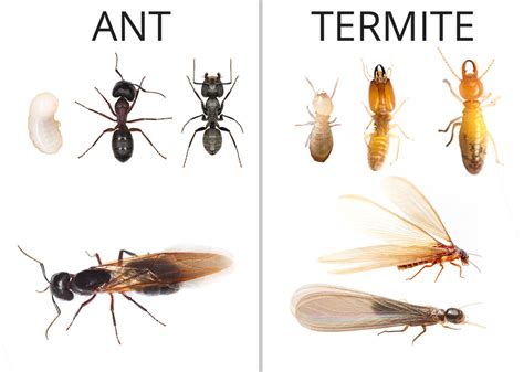 Termite Control and Prevention - Central MA | Ford's Hometown Services