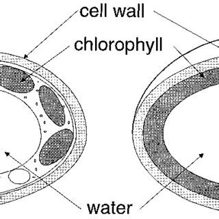 A Schematic representation of a mesophyll leaf cell showing the... | Download Scientific Diagram