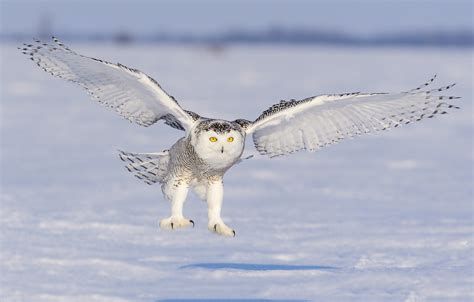 Ontario | Snowy Owl Seeking Prey