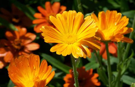 Orange Flowers Free Stock Photo - Public Domain Pictures