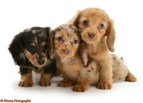 Cute Puppy Dogs: long haired miniature dachshund puppies