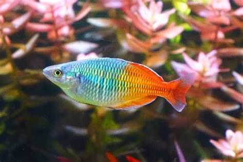 Boesemani Rainbowfish: The Complete Care And Breeding Guide ...