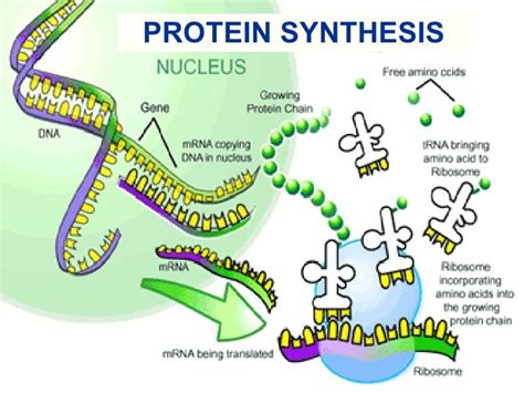 HW #20 - Protein, Ribosome, Protein Synthesis/Gene Expression - Science