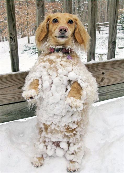 funny snow pictures | ... Short of it All: A Dachshund Dog News ...