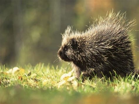 Hedgehog vs Porcupine – What’s Their Difference? - Northern Nester