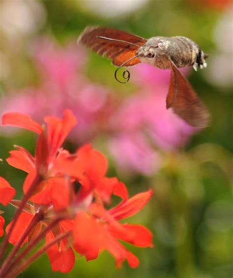 The Amazing Hummingbird Hawk Moth | The Ark In Space