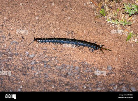 Giant centipede species seen on a night drive in Kruger National Park, South Africa Stock Photo ...