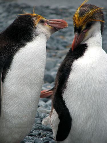 Royal penguins | Royal penguins, Macquarie Island | lin padgham | Flickr