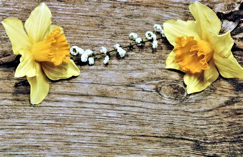 Yellow Daffodils Rustic Background Free Stock Photo - Public Domain ...