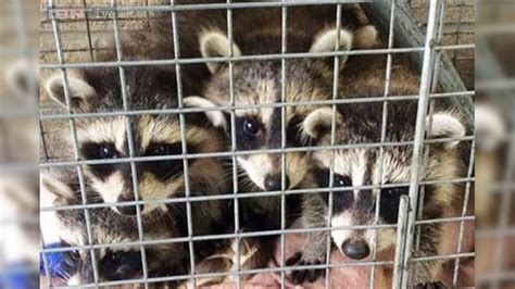 Five baby raccoons land outside Westchester County Health Dept in a surprise delivery!