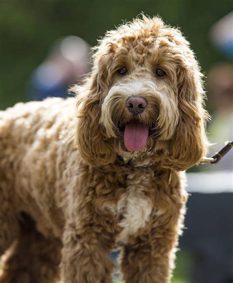 Cockapoo | Cocker spaniel poodle, Cocker poodle, Cocker spaniel poodle mix