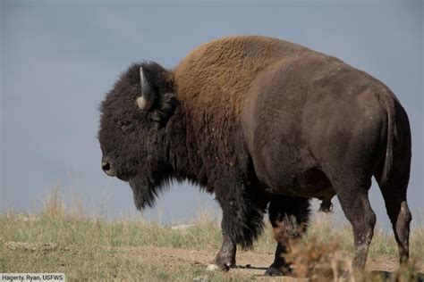 Animals With Horns – Pictures & Facts On Amazing Horned Animals