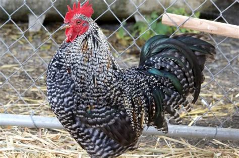 Plymouth Rock Chicken - Barred, White, Eggs, Facts & More