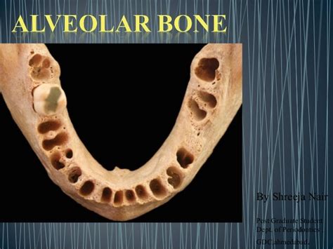 Alveolar bone in health seminar